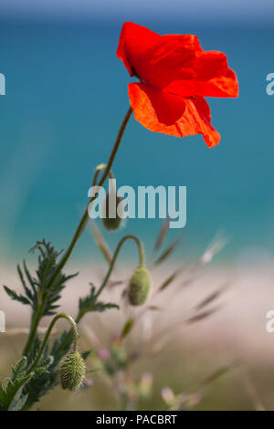 Papavero rosso fiore crescente sulla costa del mare, verticale close-up foto con selective soft focus Foto Stock