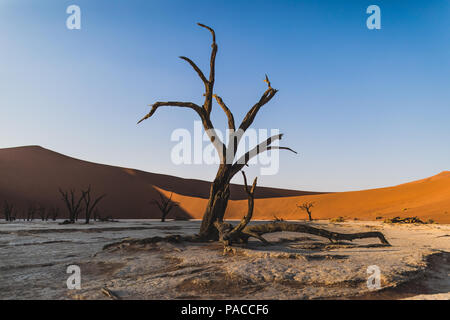 Albero morto trunk con red dune di sabbia in Deadvlei Sossulsvlei Namib Desert Foto Stock