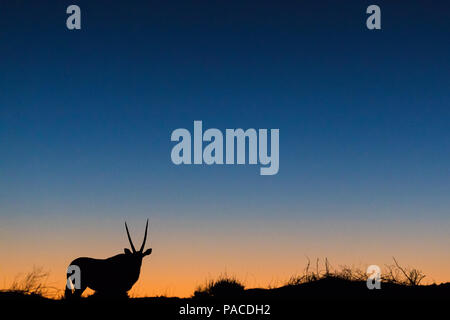 Oryx Gemsbok Gemsbuck silhouette nel deserto del Namib al tramonto Foto Stock