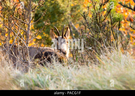 I giovani camosci dalle Alpi italiane, Rupicapra rupicapra Foto Stock