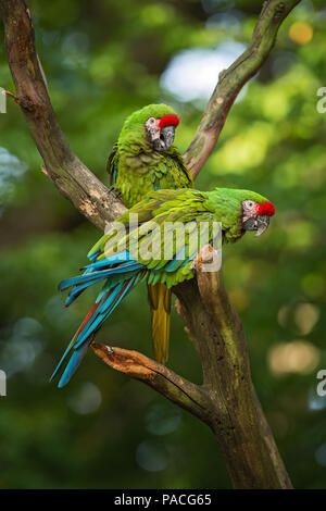 Macaw militare- Ara militaris, bella grande pappagallo verde dal Sud America le foreste, Argentina. Foto Stock