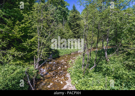 Fiume Wolosatka in Western monti Bieszczady in Polonia accanto al sentiero di montagna Rozsypaniec Foto Stock