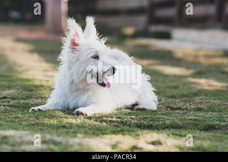 Di piccole dimensioni e di colore bianco con i capelli lunghi cane con perked orecchie e la lingua di fuori cercando di lato, sdraiati sull'erba Foto Stock