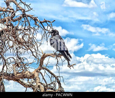 In Arizona, Stati Uniti d'America. Il 30 maggio 2018. Un corvo imperiale (Corvus corax), un uccello predominante nel Grand Canyon è appollaiato in un albero sul bordo sud. Parco Nazionale del Grand Canyon in Arizona preferito è un turismo di destinazione. Credito: Arnold Drapkin/ZUMA filo/Alamy Live News Foto Stock