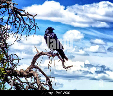 In Arizona, Stati Uniti d'America. Il 30 maggio 2018. Un corvo imperiale (Corvus corax), un uccello predominante nel Grand Canyon è appollaiato in un albero sul bordo sud. Parco Nazionale del Grand Canyon in Arizona preferito è un turismo di destinazione. Credito: Arnold Drapkin/ZUMA filo/Alamy Live News Foto Stock