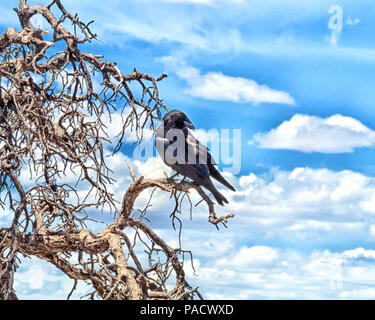 In Arizona, Stati Uniti d'America. Il 30 maggio 2018. Un corvo imperiale (Corvus corax), un uccello predominante nel Grand Canyon è appollaiato in un albero sul bordo sud. Parco Nazionale del Grand Canyon in Arizona preferito è un turismo di destinazione. Credito: Arnold Drapkin/ZUMA filo/Alamy Live News Foto Stock