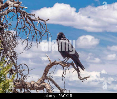 In Arizona, Stati Uniti d'America. Il 30 maggio 2018. Un corvo imperiale (Corvus corax), un uccello predominante nel Grand Canyon è appollaiato in un albero sul bordo sud. Parco Nazionale del Grand Canyon in Arizona preferito è un turismo di destinazione. Credito: Arnold Drapkin/ZUMA filo/Alamy Live News Foto Stock