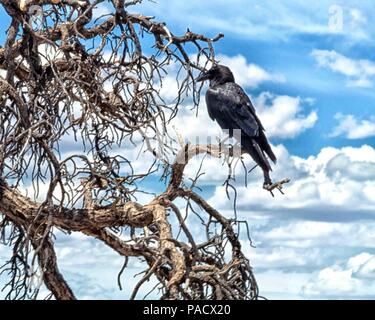 In Arizona, Stati Uniti d'America. Il 30 maggio 2018. Un corvo imperiale (Corvus corax), un uccello predominante nel Grand Canyon è appollaiato in un albero sul bordo sud. Parco Nazionale del Grand Canyon in Arizona preferito è un turismo di destinazione. Credito: Arnold Drapkin/ZUMA filo/Alamy Live News Foto Stock