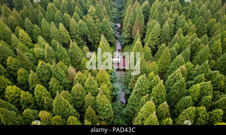 Dongtai. 22 Luglio, 2018. Foto aeree prese sulla luglio 22, 2018 mostra lo scenario di Huanghai National Forest Park in città Dongtai, est cinese della provincia di Jiangsu. Credito: Li Xiang/Xinhua/Alamy Live News Foto Stock