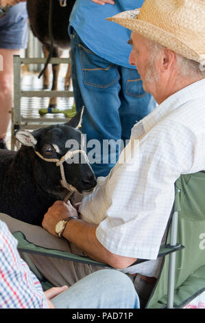 Llanelwedd, Powys, Regno Unito. Il 22 luglio 2017. Un espositore si rilassa con la sua faccia Badger Welsh le pecore di montagna - Torwen alla vigilia del Royal Welsh Show. Il Royal Welsh Agricultural Show è salutato come il più grande e più prestigioso evento del suo genere in Europa. In eccesso di 200.000 visitatori sono attesi questa settimana nel corso di questi quattro giorni di periodo di mostra. Il primo film era a Aberystwyth in 1904 ed ha attirato 442 voci di bestiame. © Graham M. Lawrence/Alamy Live News. Foto Stock