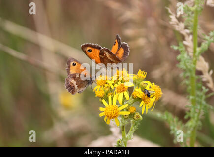 Chessingon Surrey UK. Il 22 luglio 2018. La grande farfalla conte prosegue con molti Gatekeeper farfalle (Pyronia tithonus o Hedge marrone) avvistato su fiori Chessingon nel Surrey. Il conteggio è Su dal 20 luglio al 12 agosto. Credito: Julia Gavin/Alamy Live News Foto Stock