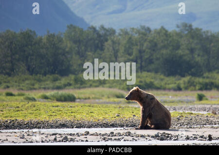 Orso bruno (costiere Grizzly) in Katmai National Park, Alaska Foto Stock