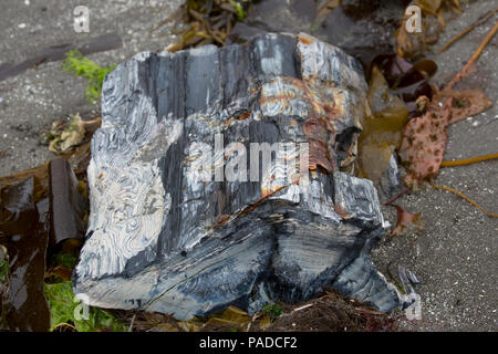 Foresta Pietrificata, Unga Isola Foto Stock