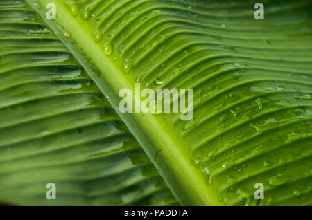 Close up dewdrop su foglie di banano in sunrise mattina all'aperto. Foto Stock