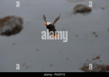 Puffin tufted in volo (Fratercula cirrhata) Foto Stock