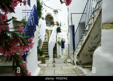 Isola di Tinos, Cicladi Grecia, strada stretta, Oleandro fiori, città Kardiani, Foto Stock