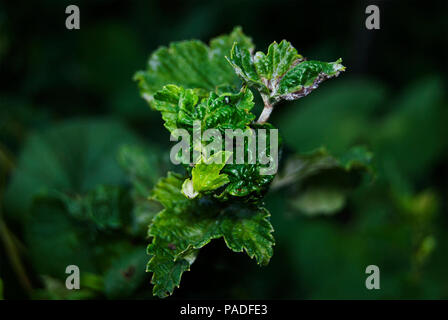 Foglie di ribes nero, danneggiato afidi. Parassiti nel giardino. Foto Stock