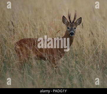 Il capriolo (Capreolus capreolus) si è levato in piedi nel campo di erba lunga, Gloucestershire Foto Stock