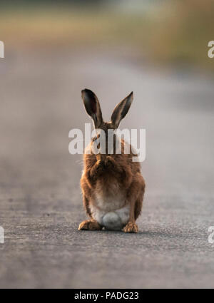 Un marrone lepre (Lepus europaeus) toelettatura su un paese deserta lane, Gloucestershire Foto Stock