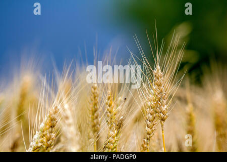 Close-up di caldo colore giallo dorato di grano maturo capi su soleggiate giornate estive sul morbido foggy sfocata prato campo di grano colorato. Agricoltura, Foto Stock