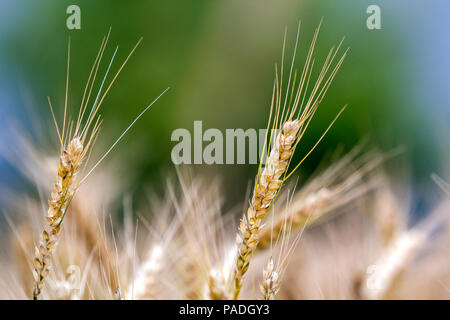 Close-up di caldo colore giallo dorato di grano maturo capi su soleggiate giornate estive sul morbido foggy sfocata prato campo di grano colorato. Agricoltura, Foto Stock