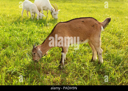 Giovani ragazzi di capra al pascolo, mangiare erba su sun accesa prato. Foto Stock