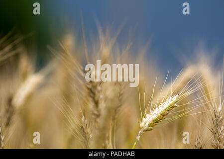 Close-up di caldo colore giallo dorato di grano maturo capi su soleggiate giornate estive sul morbido foggy sfocata prato campo di grano colorato. Agricoltura, Foto Stock