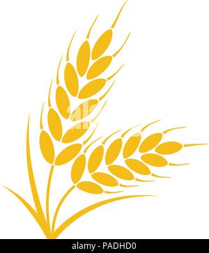 Grappolo di vettore di frumento o di segala orecchie con grano intero e le foglie giallo raccolto raccolto simbolo o icona isolati su sfondo bianco Illustrazione Vettoriale