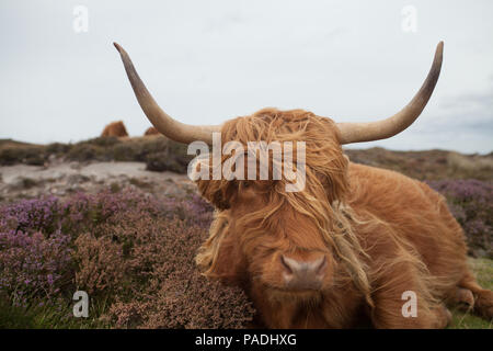 Highland mucca sull'Isola di Skye Foto Stock