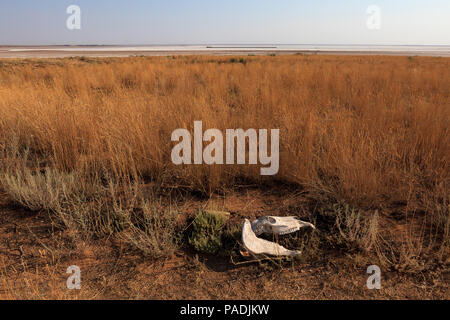 Cranio di cavallo nel deserto di soluzione salina Foto Stock