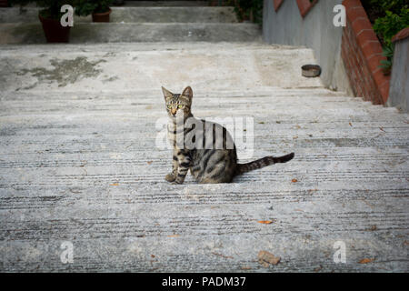 Street cat seduto nella tromba delle scale Foto Stock