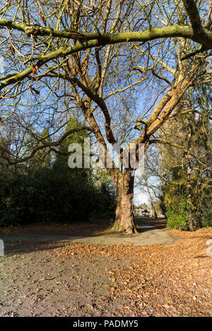 " Isola di Raymill', Maidenhead, Berkshire, Regno Unito, vista generale, cielo blu, in una giornata di sole di 'Raymill Island', Gran Bretagna, © Peter SPURRIER, Foto Stock