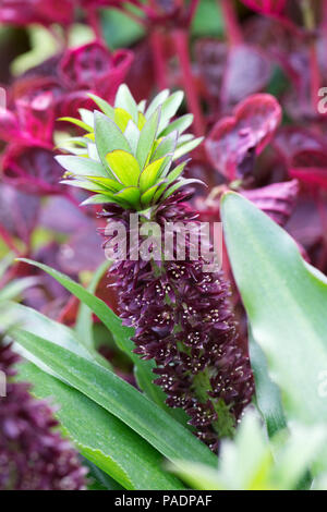 Eucomis fiore. Giglio di ananas. Foto Stock
