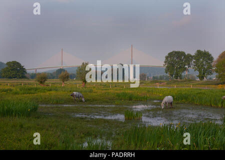 Cavalli al pascolo in campo con vista del Pont de Brotonne (Brotonne) ponte che attraversa il fiume Senna, Seine Maritime, a nord della Normandia, Francia Foto Stock