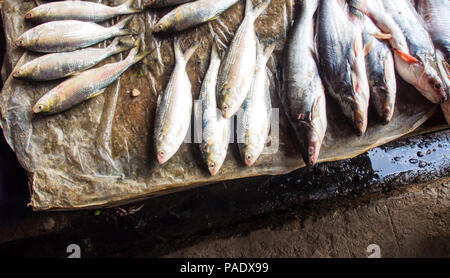 Pesci di fiume sono state vendute nel mercato, Mrauk u Myanmar Foto Stock