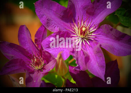 La clematide Jackmanii fiori. Foto Stock