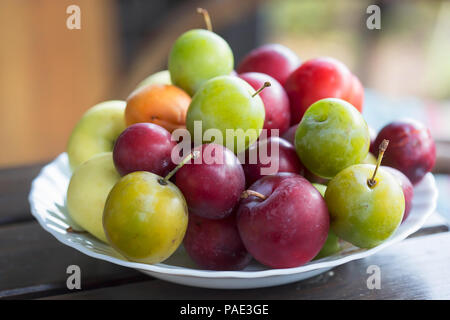 Albicocche, inizio mele, mirabelle, susine acerbe (UME) e susine. Frutta estiva sulla piastra. Foto Stock