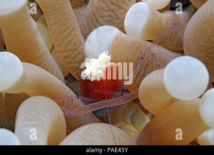 Corallo a fungo (gamberetti Periclimenes Kororensis, aka Shrimpf Popcorn) in un anemone. Lembeh strait, Indonesia Foto Stock