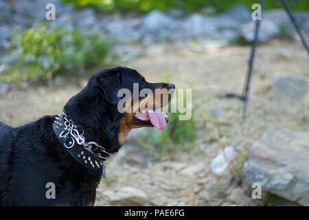 Rottweiler nuoto al lago, cane nuoto foto d'azione Foto Stock