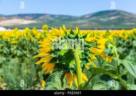 I fiori di un girasole su un campo pieno di fiori, belle piante giallo, natura Foto Stock