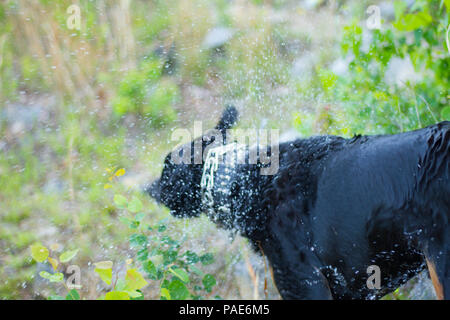 Rottweiler nuoto al lago, cane nuoto foto d'azione Foto Stock