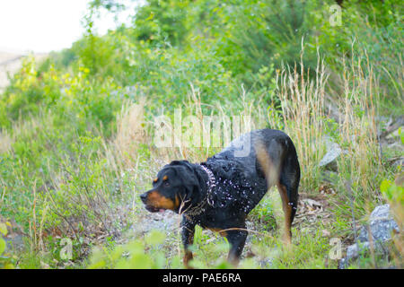 Rottweiler nuoto al lago, cane nuoto foto d'azione Foto Stock