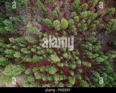 Alti Pini in una Northern Arizona patch di foresta. Immagine catturata da un antenna fuco a 400 metri di altitudine Foto Stock