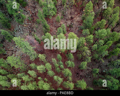 Alti Pini in una Northern Arizona patch di foresta. Immagine catturata da un antenna fuco a 400 metri di altitudine Foto Stock