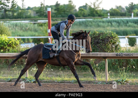 Un inizio di mattina allenamento a Fort Erie Racetrack la settimana prima che il Principe di Galles picchetti. Foto Stock