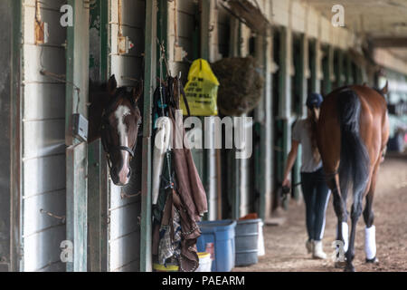 Un inizio di mattina allenamento a Fort Erie Racetrack la settimana prima che il Principe di Galles picchetti. Foto Stock