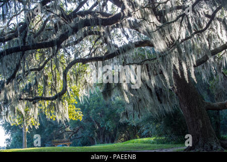 Quasi inquietante nella sua bellezza; muschio Spagnolo su un live oak, Brazos Bend State Park, Tx Foto Stock