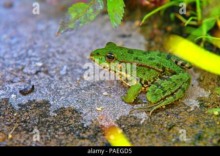 Acqua verde rana lessonae Rana , vicino il fuoco selettivo sulla testa. La piscina a forma di rana lessonae Pelophylax in erba sfocata. Foto Stock