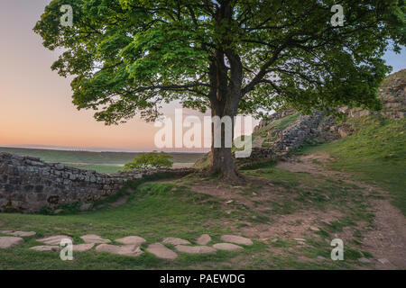 Lo straordinario paesaggio immagine del platano interstizio in corrispondenza del vallo di Adriano in Northumberland al tramonto con fantastiche tarda primavera luce Foto Stock