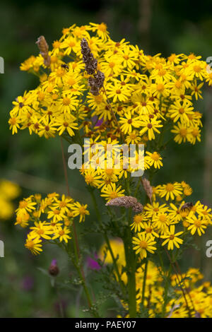 Comune di erba tossica (Jacobaea vulgaris) fioritura vicino a Southampton serbatoio nel Sussex Foto Stock